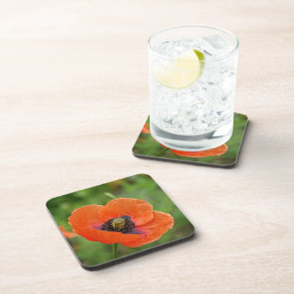 Porta-copo Flor de Laranja Selvagem (NZ) Conjunto de 6