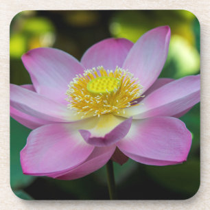 Porta-copo Flor de lótus em flor, Indonésia