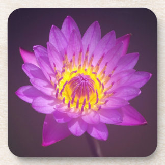 Porta-copo Flor de Lotus roxa