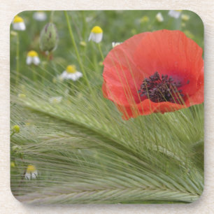 Porta-copo Flor de papoula vermelha, Toscana, Itália