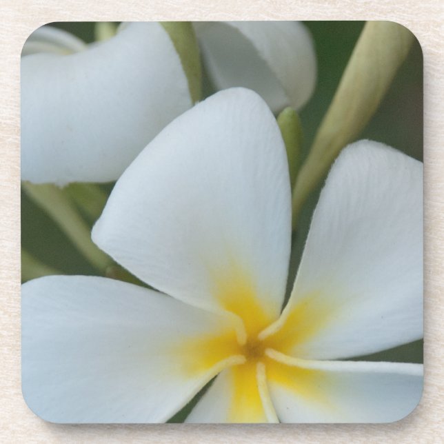Porta-copo Flor De Plumeria Tropical Branca De Fiji (Frente)