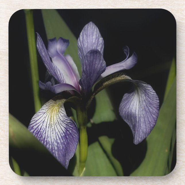 Porta-copo Flor de Sinalizador Azul Iris (Frente)