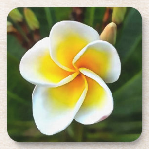Porta-copo Flor de Sıngle Frangipani