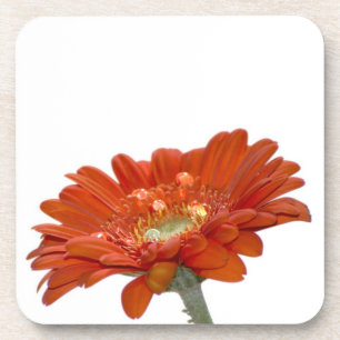 Porta-copo Flor do Gerbera da margarida alaranjada