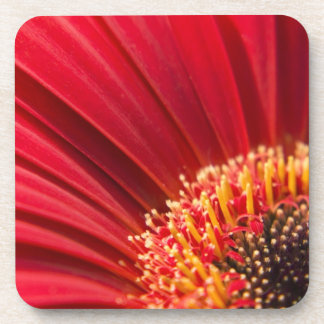Porta-copo Flor macro vermelha da margarida do Gerbera