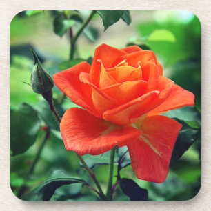 Porta-copo Flor Rosa Rosa Rosa-Rosa Natureza-46458