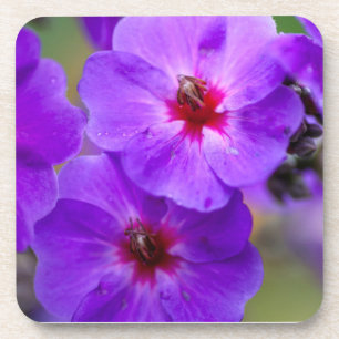 Porta-copo Flor roxa