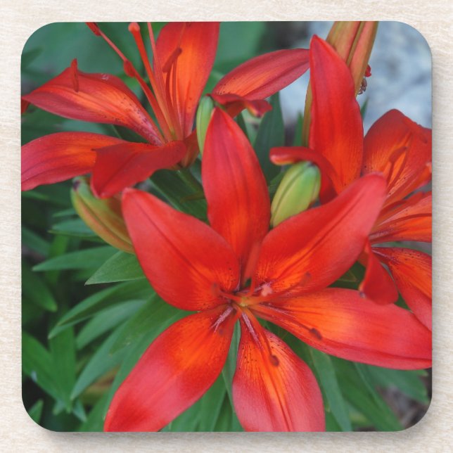 Porta-copo Flor vermelha bonita (Frente)