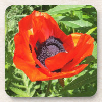 Flor Vermelho Brilhante Em Verde
