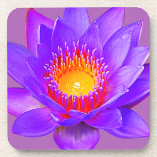 Porta-copo Flor Violet Lotus