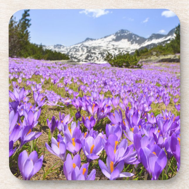 Porta-copo Flores | Crocus Pirin Mountain Park Bulgária (Frente)