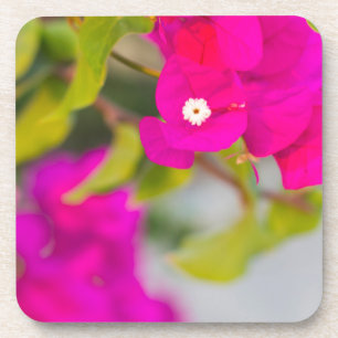 Porta-copo flores de bouganvilla