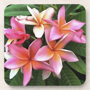 Porta-copo Flores De Frangipani Cor-De-Rosa Pálido