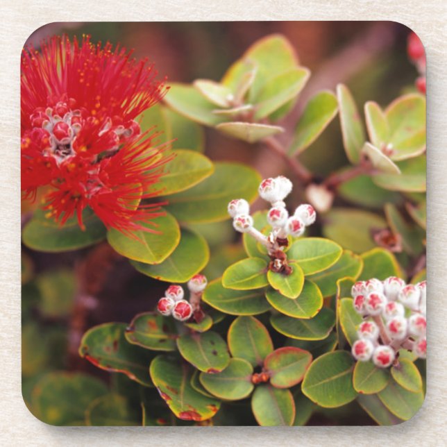 Porta-copo Flores de Lehua no Parque Nacional dos Vulcões do  (Frente)