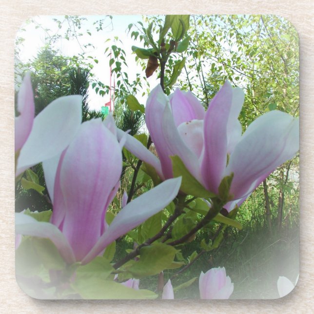 Porta-copo flores de magnólia da primavera (Frente)