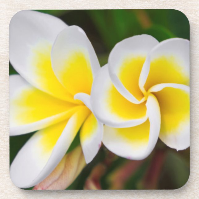 Porta-copo Flores de Plumeria close-up, Havaí (Frente)