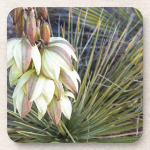 Porta-copo Flores de Soaptree Yucca no Upper Missouri