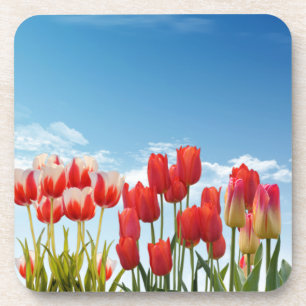 Porta-copo Flores de Tulipas Vermelhas-30247