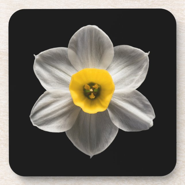 Porta-copo Flores | Flor Branca De Daffodilo (Frente)