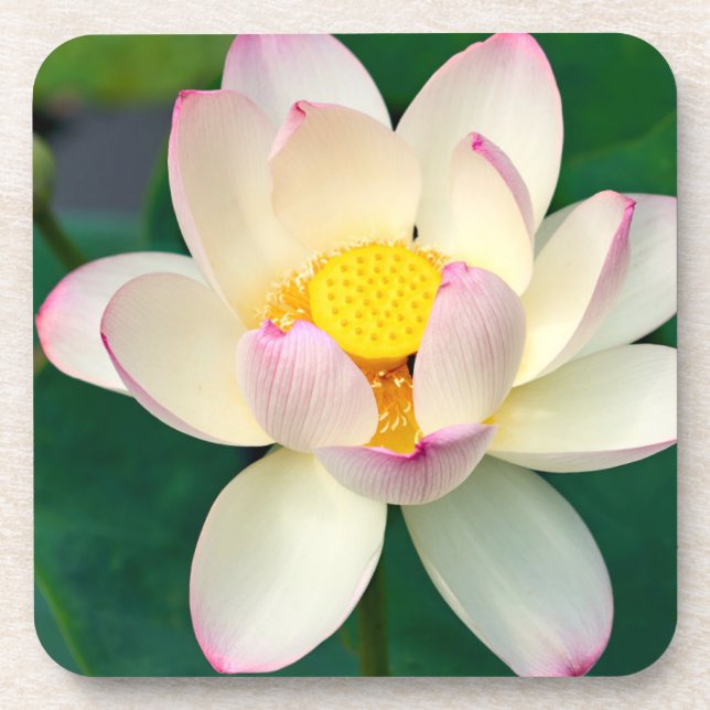 Porta-copo Flores | Flor de Água Lotus (Frente)