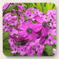 Flores Roxas de São Francisco