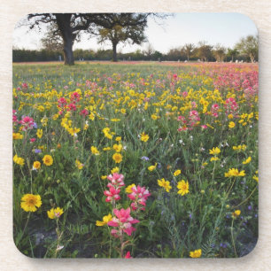 Porta-copo Flores silvestres à beira da estrada no Texas, pri