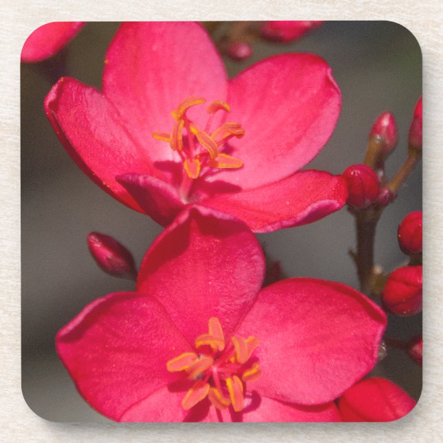 Porta-copo Flores Tropicais de Fiji Vermelhas e Rosa (Frente)