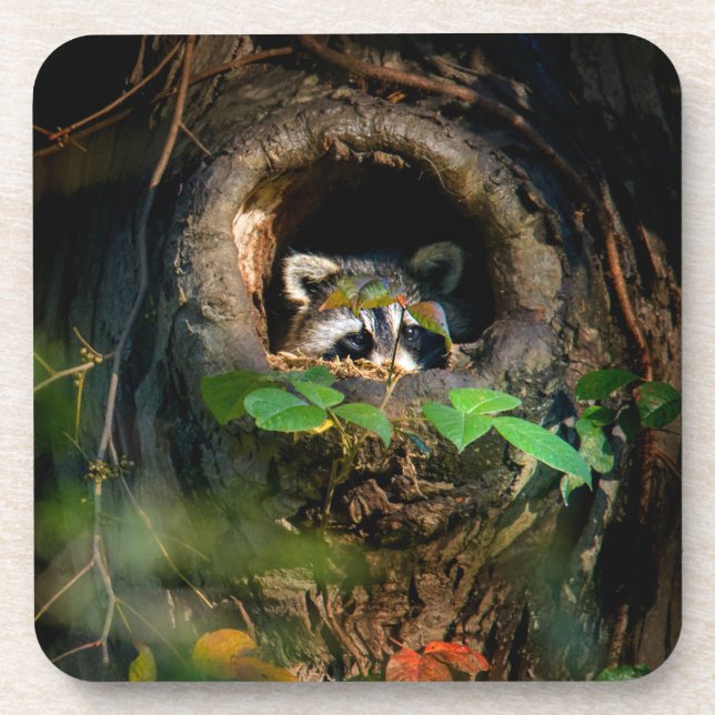 Porta-copo Florestas | Raccoon Peeking (Frente)