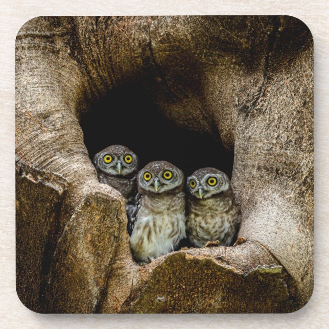 Porta-copo Florestas | Três Corujas (Frente)