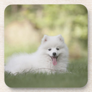 Porta-copo Fluffy White Keeshond Puppy