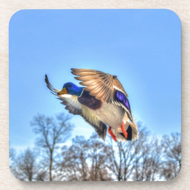Porta-copo Flying Mallard Duck Drake Wildlife Foto (Frente)