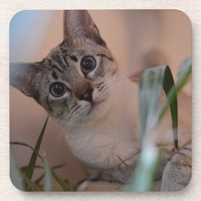 Porta-copo Foto de gato bonito (Frente)