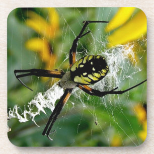 Porta-copo Foto fantástica - Aranha Orb na Web