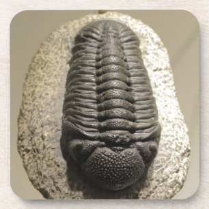 Porta-copo Foto fóssil da bela trilobita Phacops