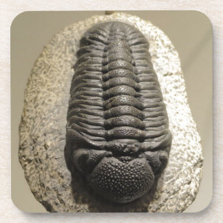 Porta-copo Foto fóssil da bela trilobita Phacops