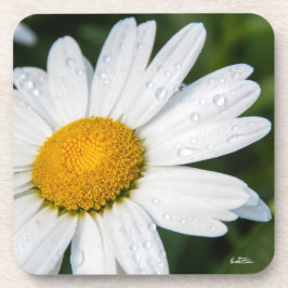 Porta-copo foto margarida com orvalhar da manhã