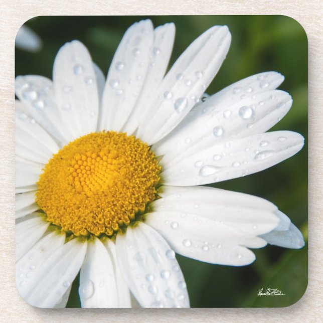 Porta-copo foto margarida com orvalhar da manhã (Frente)