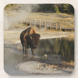 Porta-copo Fotografia da vida selvagem Bison Yellowstone