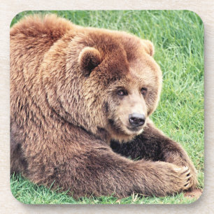 Porta-copo Fotografia de Urso Marrom Fofo