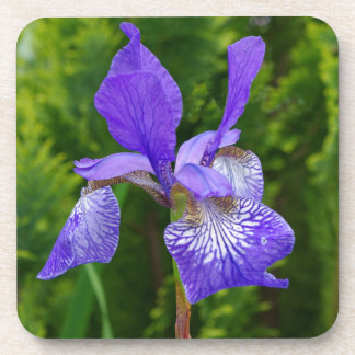 Porta-copo Fotografia floral Iris sybirica