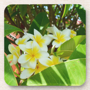 Porta-copo Frangipanis Amarelos Crescendo Em Uma Árvore,