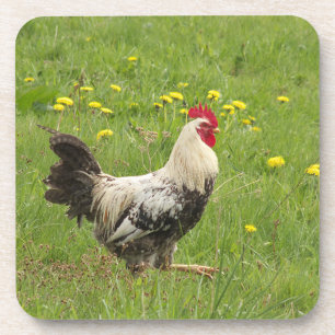 Porta-copo frango, galo, galo, animal, ave, fazenda, agricult