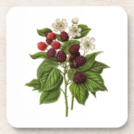 Porta-copo Frutas: A014 Blackberry -