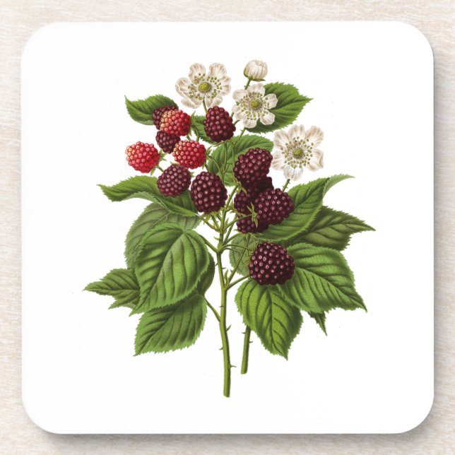Porta-copo Frutas: A014 Blackberry - (Frente)