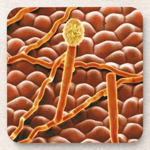 Porta-copo Fungo do oídio pulverulento na poinsétia