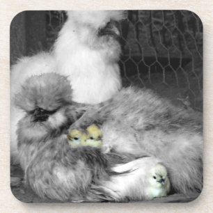 Porta-copo Galinhas de Silkie Pretas e Brancas com Pintinhos 