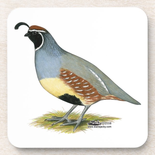 Porta-copo Gambel's Desert Quail (Frente)