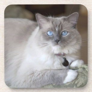 Porta-copo Gata Ragdoll fêmea