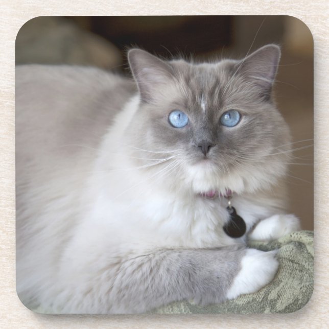 Porta-copo Gata Ragdoll fêmea (Frente)