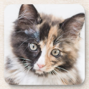 Porta-copo Gatinho adorável da chita